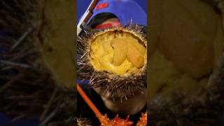 Sea Urchin Mukbang shorts seafood seaurchin mukbang fyp [upl. by Aurelie]