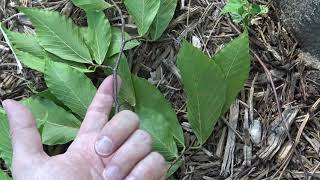 Identifying American beech [upl. by Strong435]