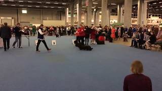 Helsinki Winner 2018 koiranäyttely Helsinki Winner 2018 Dog Show Finland [upl. by Akiemehs]