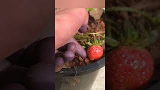 Strawberry plant fruiting in pot [upl. by Eniac29]