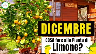 DicembreCosa Si Deve Fare Alla PIANTA Di Limone Ecco alcuni consigli di potatura concimazione ecc [upl. by Goat559]