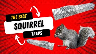 The Traps the Pros Use to remove Multiple Squirrels at Once [upl. by Fernandez]