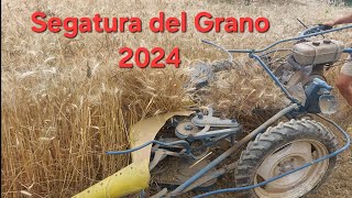 Segatura del grano 2024  Mietilega olimpia anni 60 [upl. by Ameehs598]