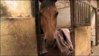 EXTRAIT  Cheval de club Cheval de coeur   Equidia Life [upl. by Grimona]