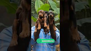 Doberman puppy for sale  Doberman  doberman puppy sale kerala  Doberman sale [upl. by Savannah]