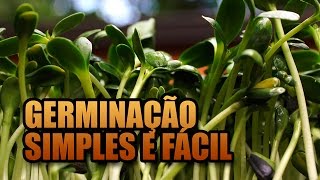 Como fazer brotos em casa  GERMINAÇÃO MUITO SIMPLES E FÁCIL [upl. by Nitsyrc]