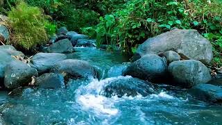 Relaxing River Sound Calming Water For Proven to Cure Stress And Mental Disorders [upl. by Noelopan]