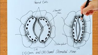 How to draw open and close stomata  Stomata drawing easily  Amazing arts [upl. by Schouten806]