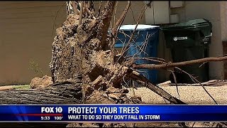 How to protect your trees so they wont fall in a storm [upl. by Noivad]