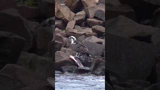 Osprey trying to catch big fish birds osprey nature shorts [upl. by Airehtfele]