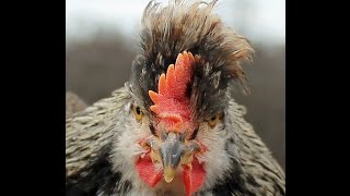 Viking Chickens Icelandic Chicks  Seven Weeks Old  Pure Behl Lines [upl. by Aillicsirp]