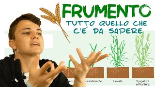 FRUMENTO  fasi fenologiche e morfologia [upl. by Eissen]