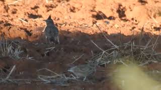 Galerida cristata  crested lark  cogujada común [upl. by Ricardo]