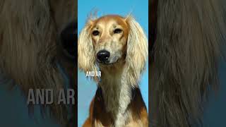 quotDiscovering the Fascinating Facts Behind the Saluki Dog Breedquot [upl. by Sanders675]