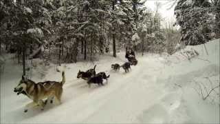 Chien de Traineau  dog sledding  Kanatha aki  Mont Tremblant [upl. by Toombs]