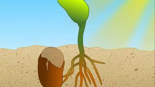 Phytochrome Signaling in Plants HD Animation [upl. by Hairacaz79]