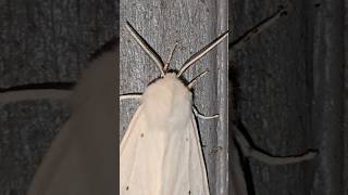 Yellow Woolly Bear Moth [upl. by Stanton]