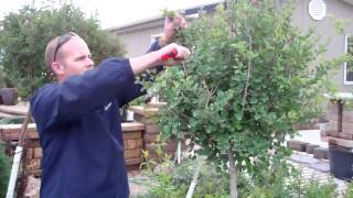 How to Trim Lilac Trees Ground Effects Sioux Center [upl. by Hidie]