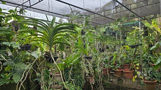 How to set up properly Vanda Sanderiana in the Garden  Collections  Natives  V282 [upl. by Ttihw841]