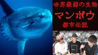 【都市伝説】世界最弱の生物マンボーの生態が怖すぎる【ノンラビ】 [upl. by Lucilla]