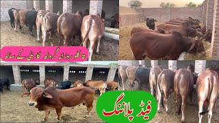 Bachra Farming Feeding Plan 2022 PakistanIndia [upl. by Odnalro]