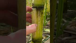 Heres how to know if sugar cane is ready to be harvested shorts shortvideo [upl. by Aronle]