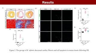 Prophylactic supplementation with Bifidobacterium infantis attenuates cardiac ischemia [upl. by Aener126]