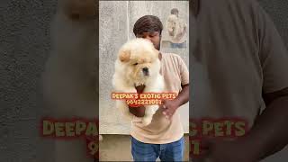 quotChow Chow Puppies quotPerfect Family Pets and Lovable Fluffy Companions Awaitquot pet shop rajahmundry [upl. by Rodgers]