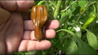 ⟹ Pepperoncini 2  Pepper Capsicum annuum UPDATE 7272016 pepper [upl. by Halverson155]