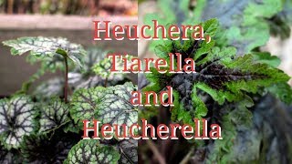 Heuchera Tiarella and Heucherella and propagation [upl. by Annavahs]