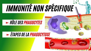 La phagocytose comment les phagocytes détruisent les bactéries [upl. by Odlauso485]