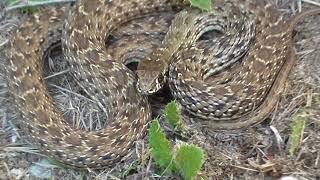 Culebra bastarda Malpolon monspessulanus La serpiente más grande y rápida de España GONZALO [upl. by Garbers]