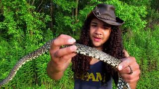 Catching a New Orleans King Snake Herping 2021 [upl. by Aruam]