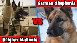 German Shepherds Vs Belgian Malinois Which Dog Breed Is The BEST  DoggOwner [upl. by Eyde]