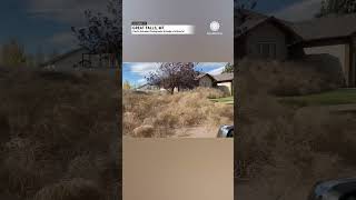 Tumbleweed Invasion Montana Homes Buried  AccuWeather [upl. by Akili]