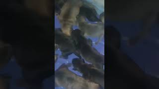 Cane Corso mix pitbull puppies 12 all together [upl. by Brill]