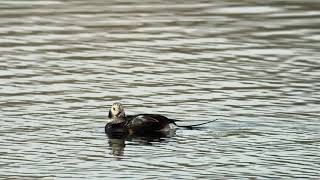 Longtailed Duck  Thornton Reservoir  13 Novemeber 2024 [upl. by Eisler]