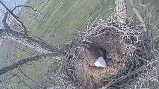 Eaglets are hatching 432023 [upl. by Ocin241]