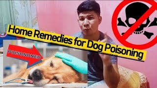 home remedies for dog poisoning poison dogs cat homeremedies remedies [upl. by Hilleary938]