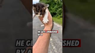 Man Gets Ambushed by Kittens😍 [upl. by Idnak477]