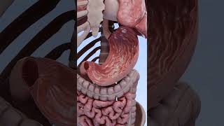 Inside the stomach the process of acid production [upl. by Niveb505]