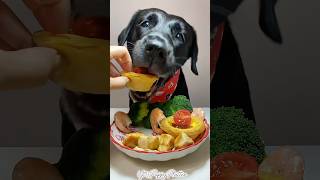 Dinner Time puppy dog dogfood shorts shortsvideo youtubeshorts [upl. by Churchill]