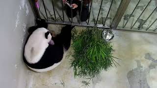 Panda Sneak Peek 26 Aug 2021 [upl. by Irena]