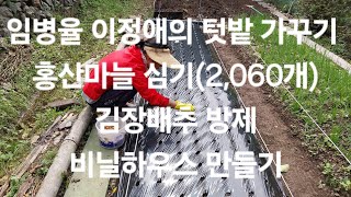 부산 서구 서대신4동 임병율이정애의 텃밭 가꾸기 홍산마늘 심기2060개 김장배추 방제 비닐하우스 만들기 [upl. by Trebled]