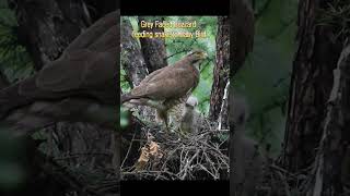 Grey Faced Buzzard feeding snake to Baby Bird 뱀킬러 뱀 잡아온 왕새매 육추 [upl. by Dacy]