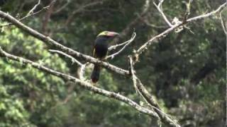 Displaying Goldencollared ToucanetSelenidera reinwardtii [upl. by Yesnikcm377]