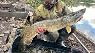 Monster pike caught at Dartford Lakes [upl. by Ahiel586]