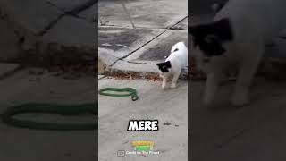 Black amp White Cat vs Green Snake A Match of Wits HighRiskFeline [upl. by Orelie]