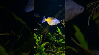 Boesemani Rainbow in the spotlight 🌟 🐠🌿 AquariumLife shortsviral puneaquariums [upl. by Noel]