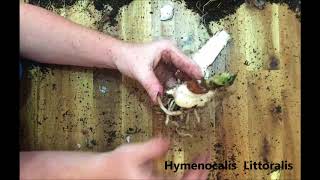 How to propagate and divide your Spider lilies Hymenocalis Littoralis [upl. by Reivaj]